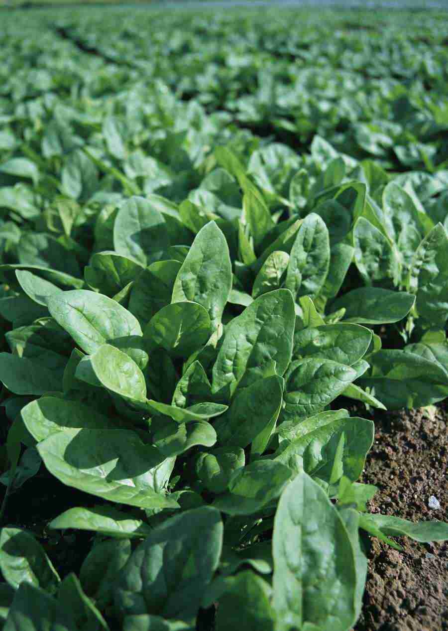 Vegetables - Datacraft Sozaijiten  ></a>
<script language=JavaScript> 
  var txt = 