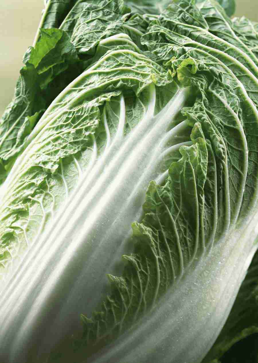 Vegetables - Datacraft Sozaijiten  ></a>
<script language=JavaScript> 
  var txt = 