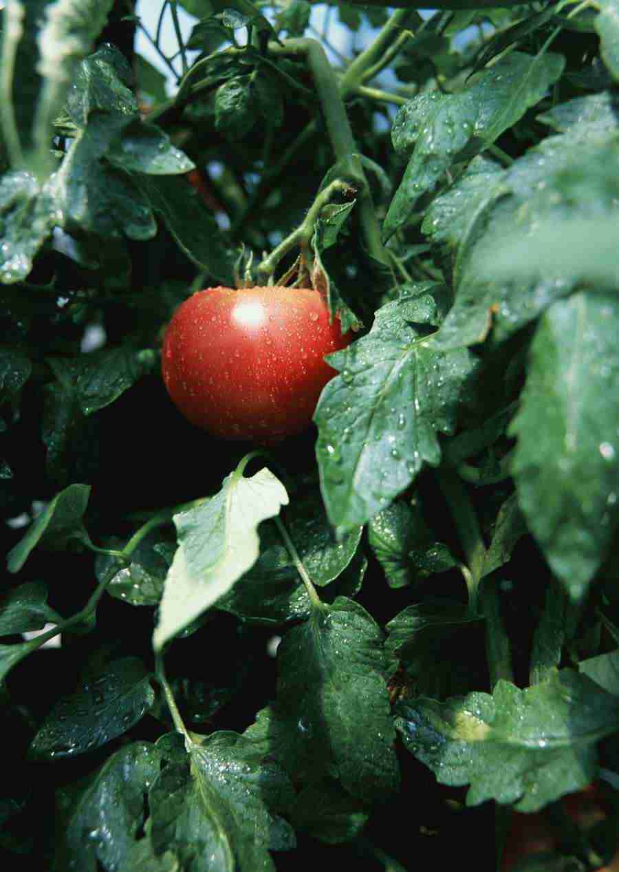 Vegetables - Datacraft Sozaijiten  ></a>
<script language=JavaScript> 
  var txt = 