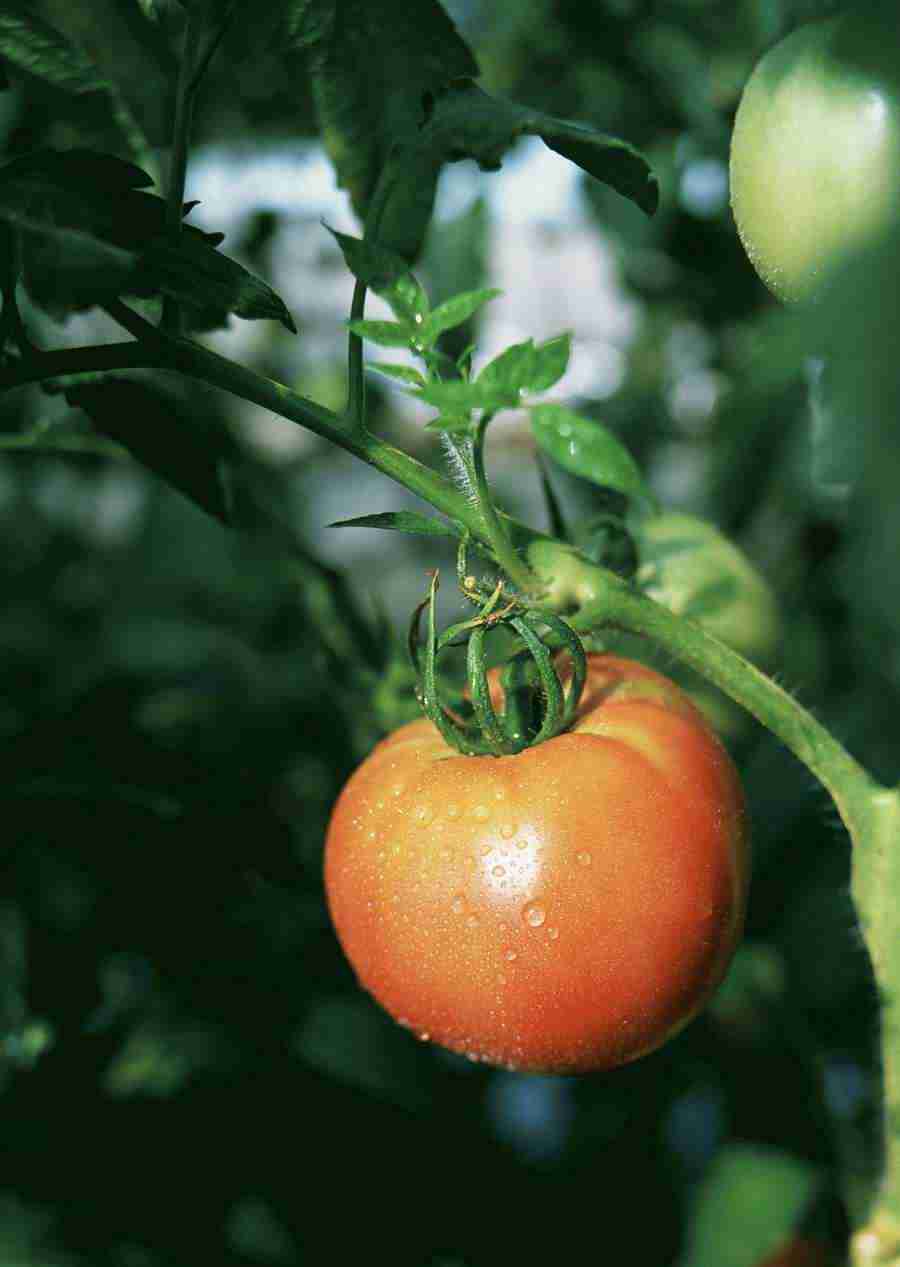 Vegetables - Datacraft Sozaijiten  ></a>
<script language=JavaScript> 
  var txt = 