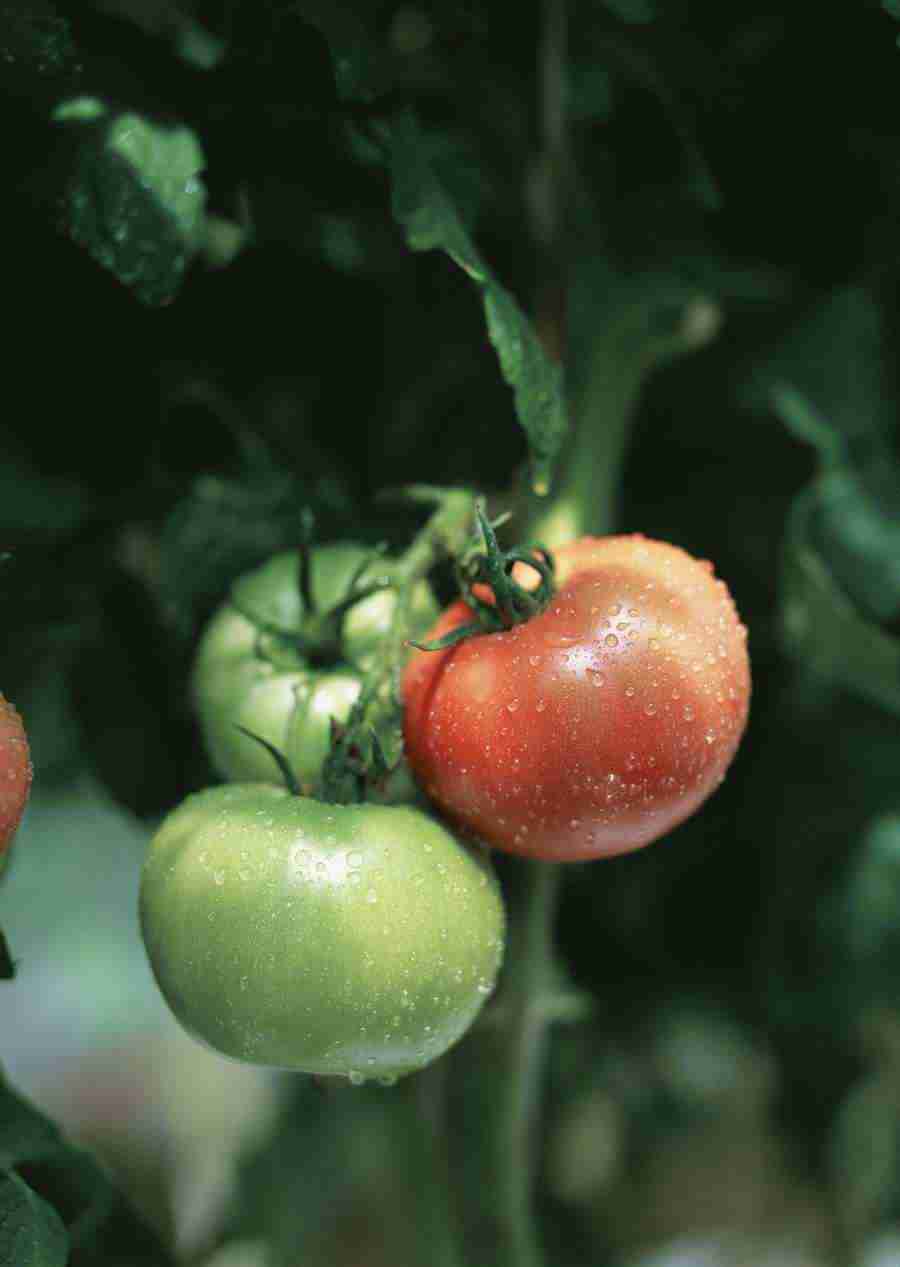 Vegetables - Datacraft Sozaijiten  ></a>
<script language=JavaScript> 
  var txt = 