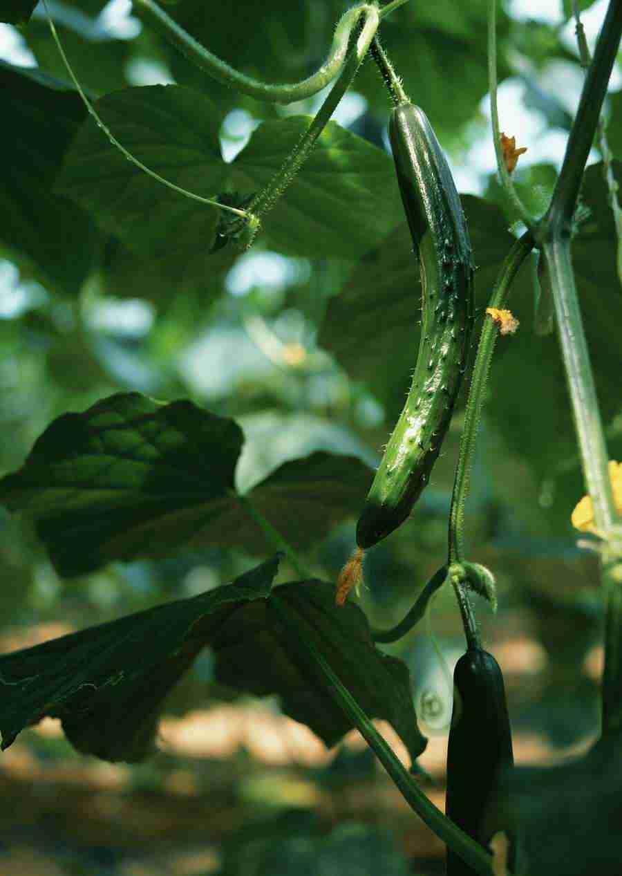 Vegetables - Datacraft Sozaijiten  ></a>
<script language=JavaScript> 
  var txt = 