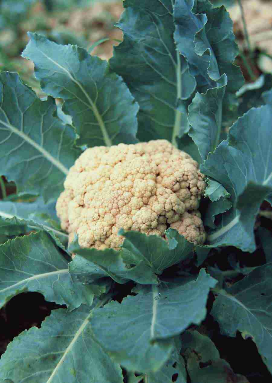 Vegetables - Datacraft Sozaijiten  ></a>
<script language=JavaScript> 
  var txt = 