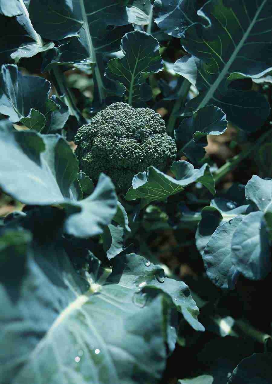 Vegetables - Datacraft Sozaijiten  ></a>
<script language=JavaScript> 
  var txt = 