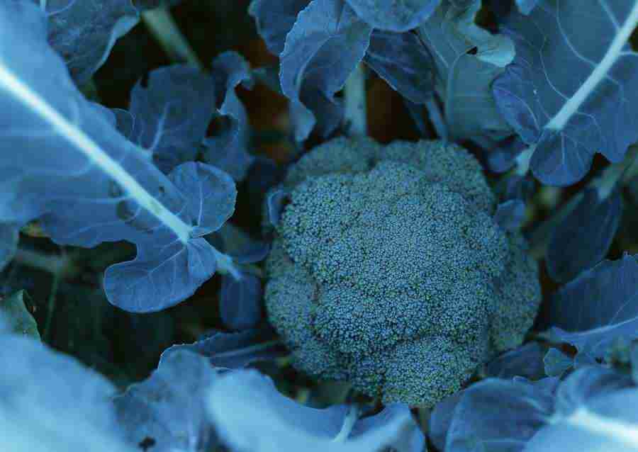 Vegetables - Datacraft Sozaijiten  ></a>
<script language=JavaScript> 
  var txt = 