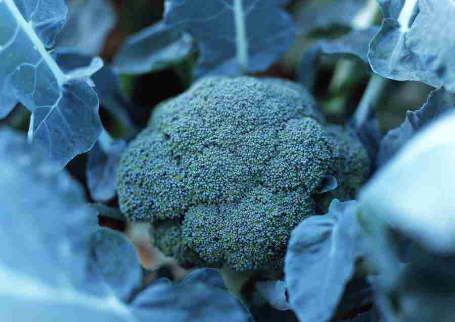 Vegetables - Datacraft Sozaijiten  ></a>
<script language=JavaScript> 
  var txt = 