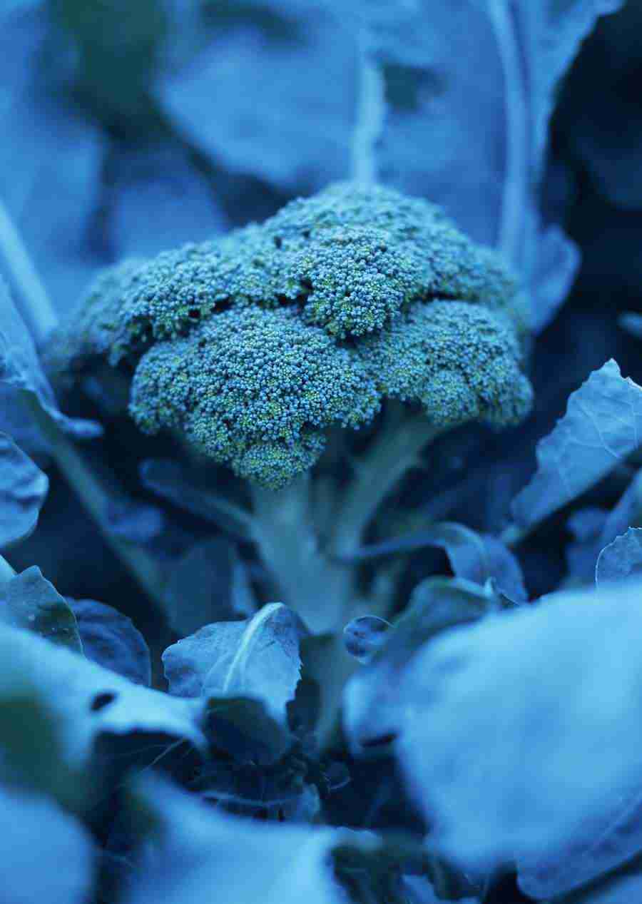 Vegetables - Datacraft Sozaijiten  ></a>
<script language=JavaScript> 
  var txt = 