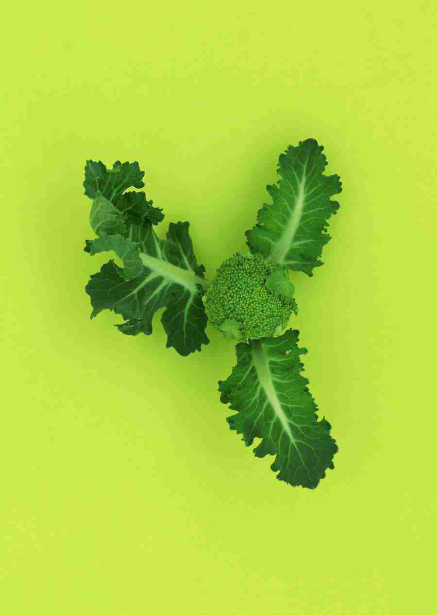 Vegetables - Datacraft Sozaijiten  ></a>
<script language=JavaScript> 
  var txt = 