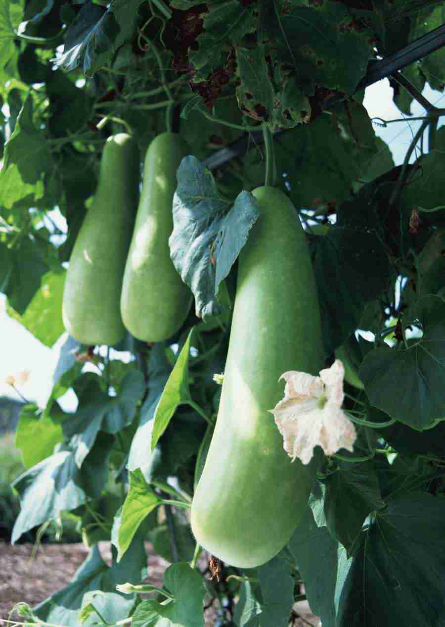 Vegetables - Datacraft Sozaijiten  ></a>
<script language=JavaScript> 
  var txt = 