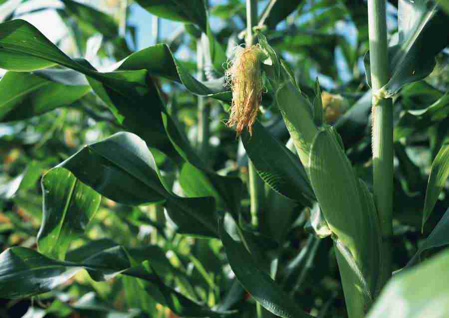 Vegetables - Datacraft Sozaijiten  ></a>
<script language=JavaScript> 
  var txt = 