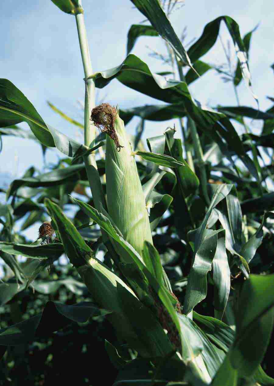 Vegetables - Datacraft Sozaijiten  ></a>
<script language=JavaScript> 
  var txt = 