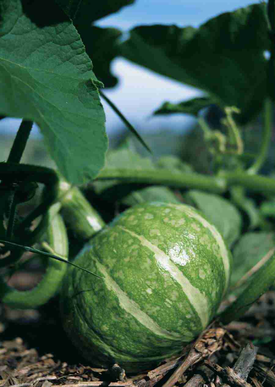 Vegetables - Datacraft Sozaijiten  ></a>
<script language=JavaScript> 
  var txt = 