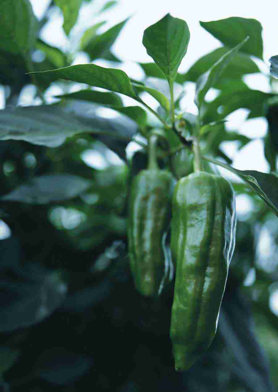 Vegetables - Datacraft Sozaijiten  ></a>
<script language=JavaScript> 
  var txt = 