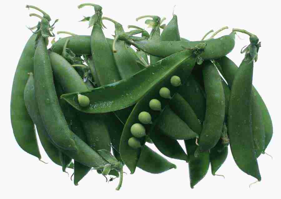 Vegetables - Datacraft Sozaijiten  ></a>
<script language=JavaScript> 
  var txt = 