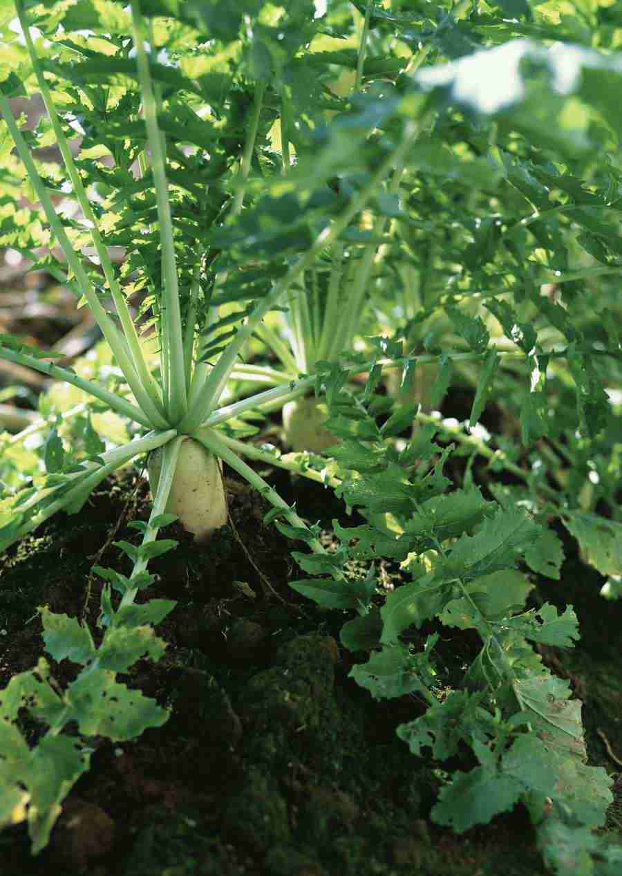 Vegetables - Datacraft Sozaijiten  ></a>
<script language=JavaScript> 
  var txt = 