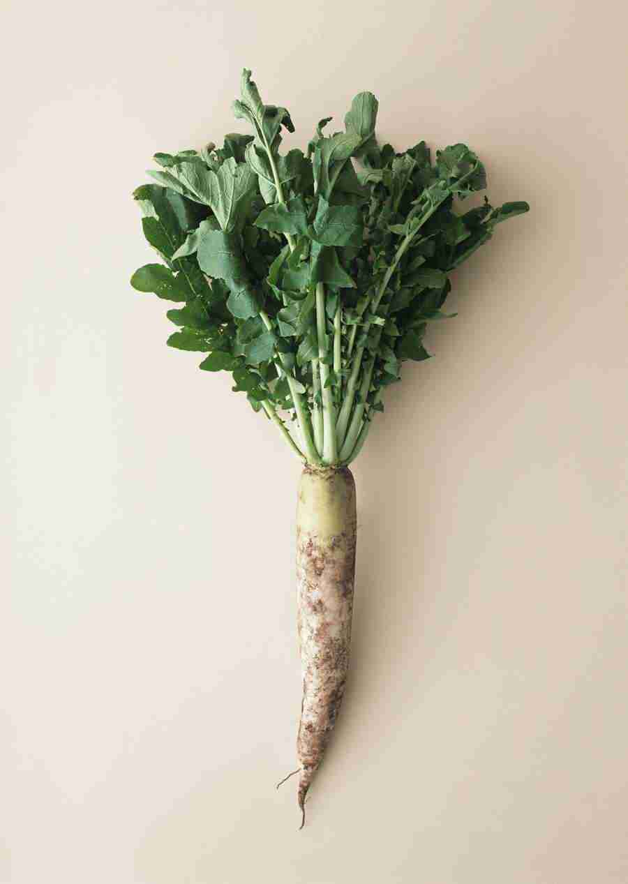 Vegetables - Datacraft Sozaijiten  ></a>
<script language=JavaScript> 
  var txt = 