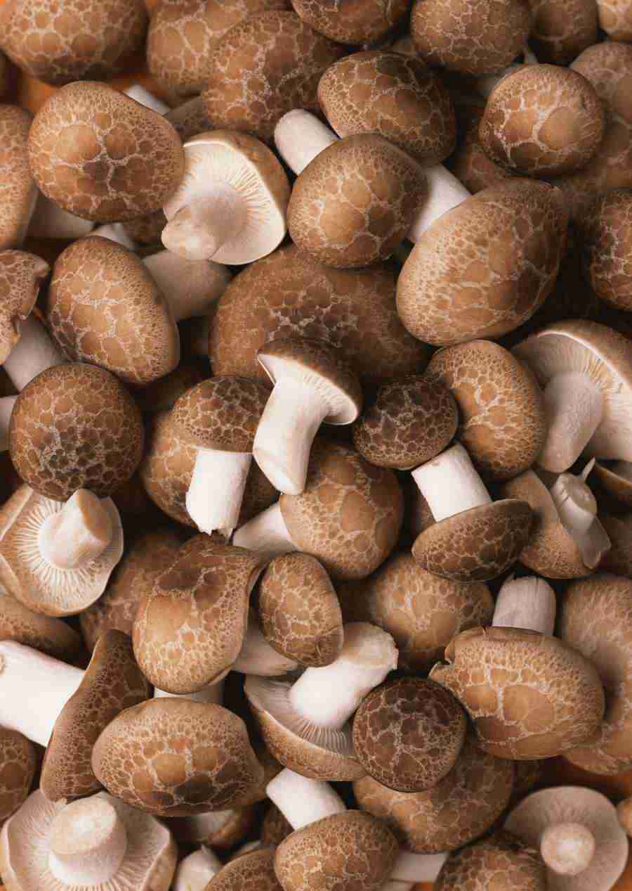 Vegetables - Datacraft Sozaijiten  ></a>
<script language=JavaScript> 
  var txt = 