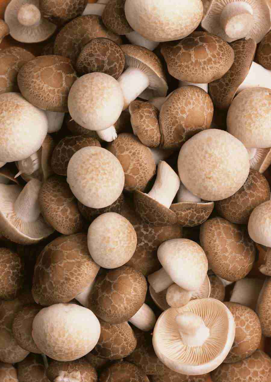 Vegetables - Datacraft Sozaijiten  ></a>
<script language=JavaScript> 
  var txt = 