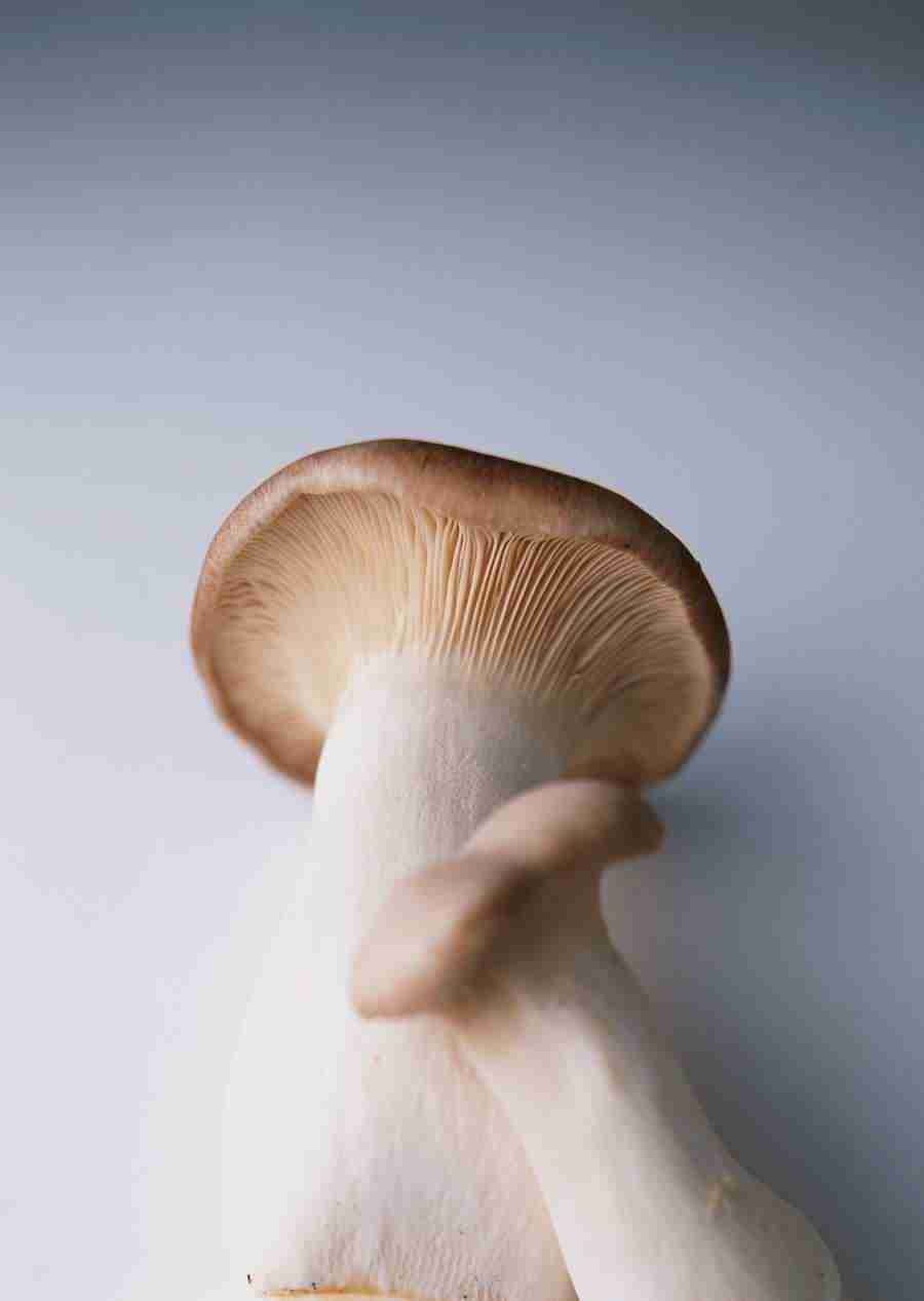 Vegetables - Datacraft Sozaijiten  ></a>
<script language=JavaScript> 
  var txt = 