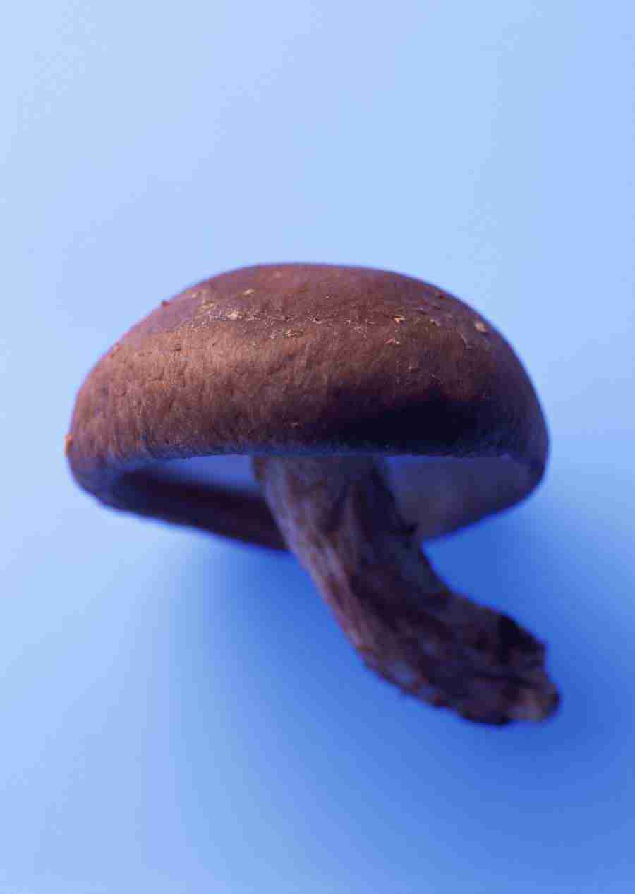 Vegetables - Datacraft Sozaijiten  ></a>
<script language=JavaScript> 
  var txt = 