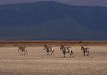 Datacraft Sozaijiten : Wild Animals In Africa 