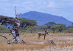 Datacraft Sozaijiten : Wild Animals In Africa 