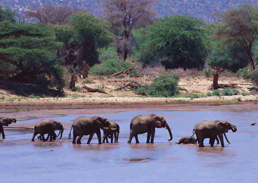 Wild Animals In Africa - Datacraft Sozaijiten  ></a>
<script language=JavaScript> 
  var txt = 