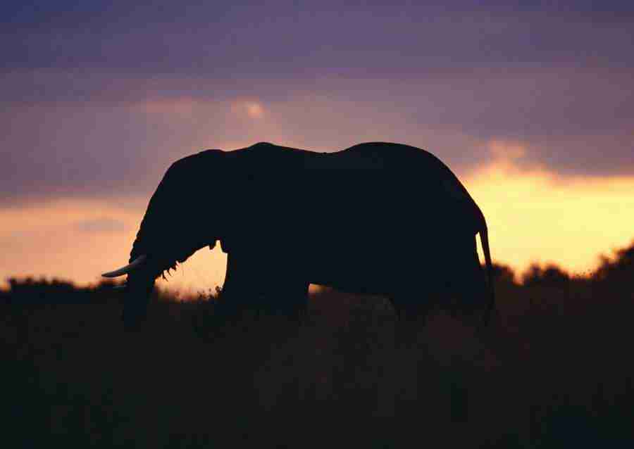 Wild Animals In Africa - Datacraft Sozaijiten  ></a>
<script language=JavaScript> 
  var txt = 