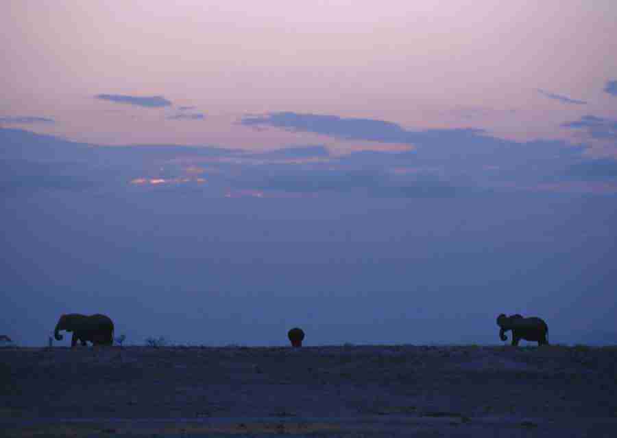 Wild Animals In Africa - Datacraft Sozaijiten  ></a>
<script language=JavaScript> 
  var txt = 