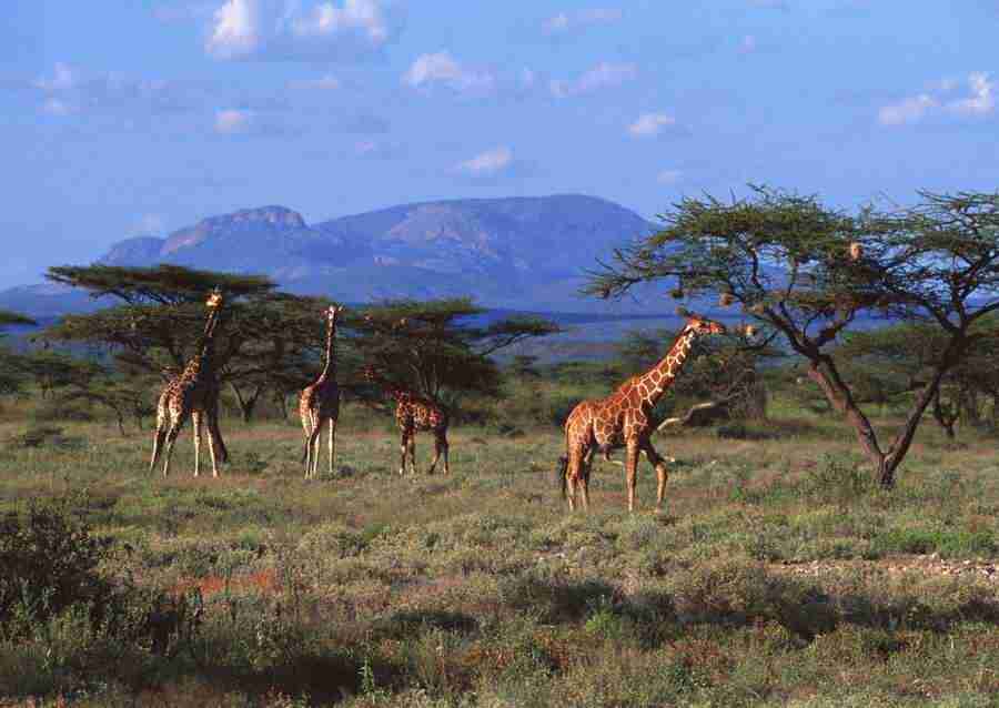 Wild Animals In Africa - Datacraft Sozaijiten  ></a>
<script language=JavaScript> 
  var txt = 