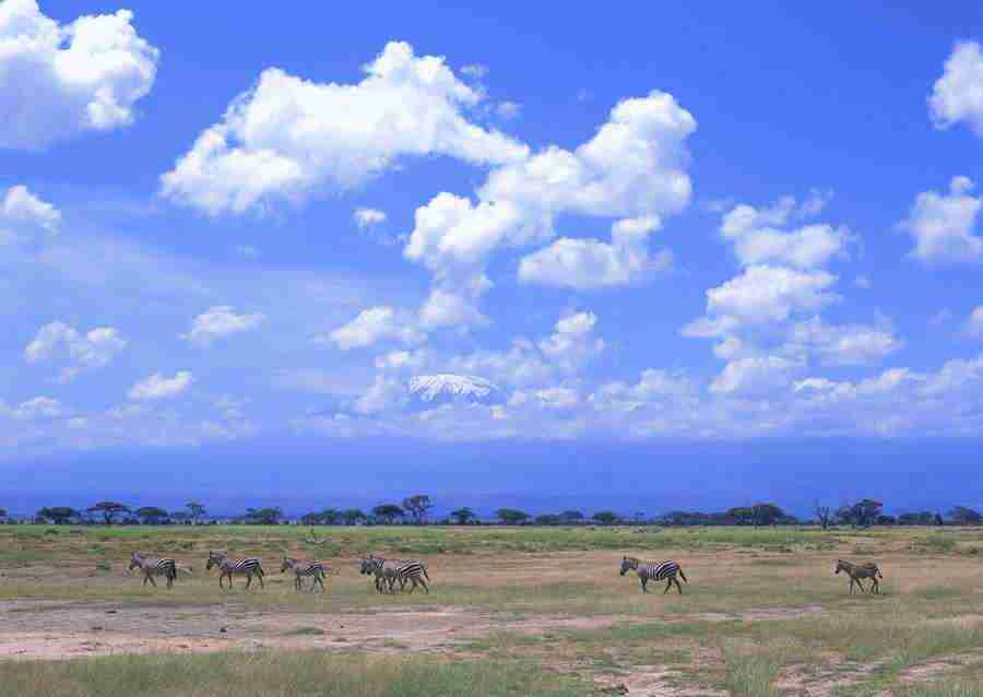 Wild Animals In Africa - Datacraft Sozaijiten  ></a>
<script language=JavaScript> 
  var txt = 