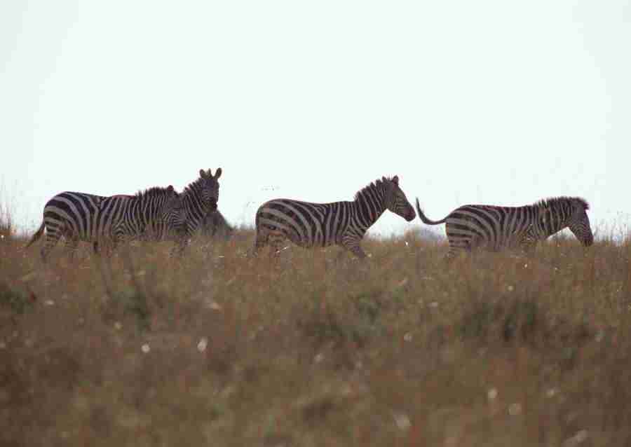 Wild Animals In Africa - Datacraft Sozaijiten  ></a>
<script language=JavaScript> 
  var txt = 