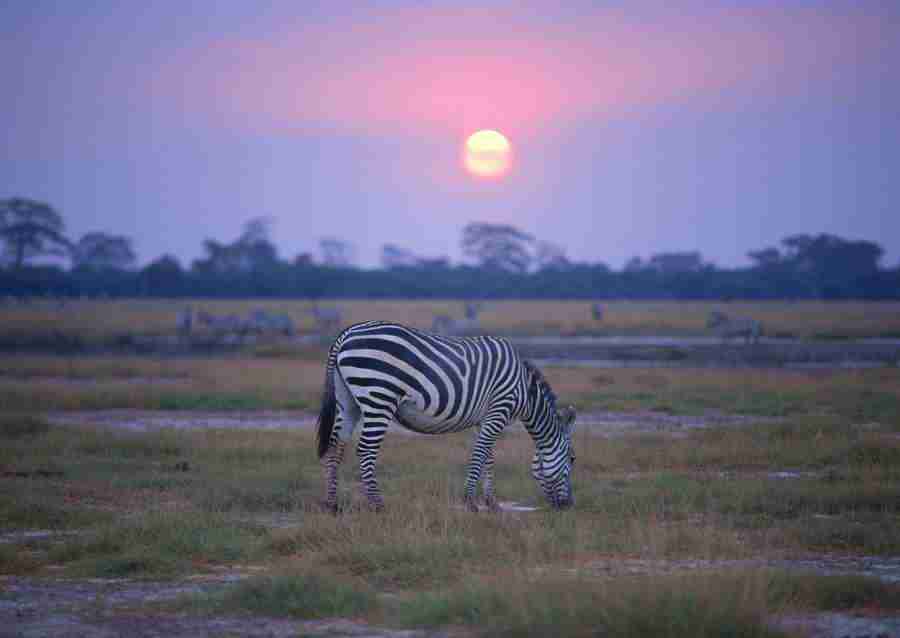 Wild Animals In Africa - Datacraft Sozaijiten  ></a>
<script language=JavaScript> 
  var txt = 