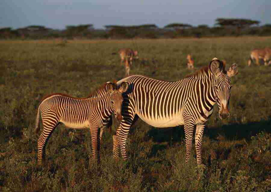 Wild Animals In Africa - Datacraft Sozaijiten  ></a>
<script language=JavaScript> 
  var txt = 