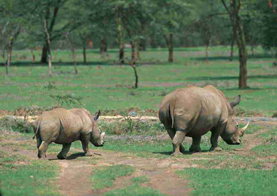 Wild Animals In Africa - Datacraft Sozaijiten  ></a>
<script language=JavaScript> 
  var txt = 