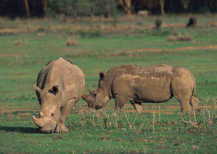 Wild Animals In Africa - Datacraft Sozaijiten  ></a>
<script language=JavaScript> 
  var txt = 