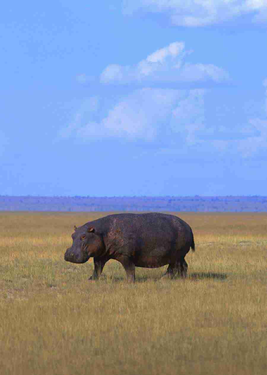 Wild Animals In Africa - Datacraft Sozaijiten  ></a>
<script language=JavaScript> 
  var txt = 