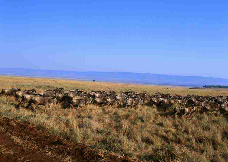 Wild Animals In Africa - Datacraft Sozaijiten  ></a>
<script language=JavaScript> 
  var txt = 