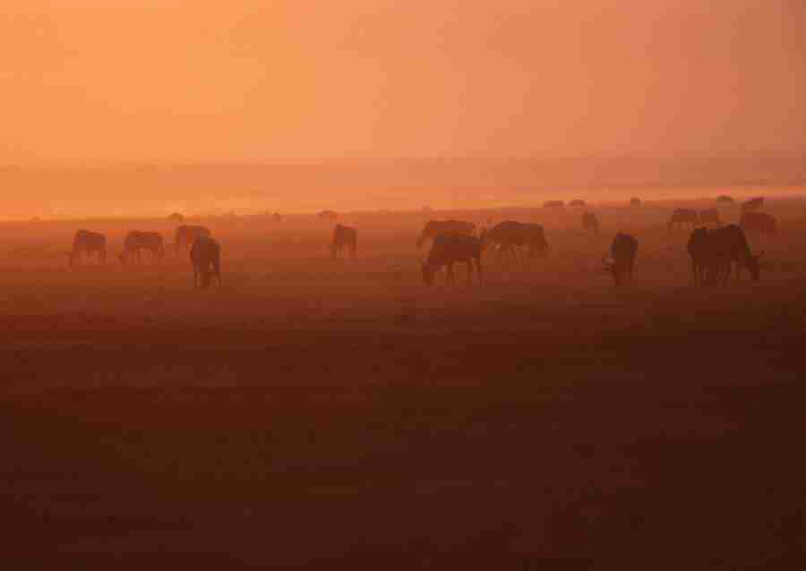 Wild Animals In Africa - Datacraft Sozaijiten  ></a>
<script language=JavaScript> 
  var txt = 