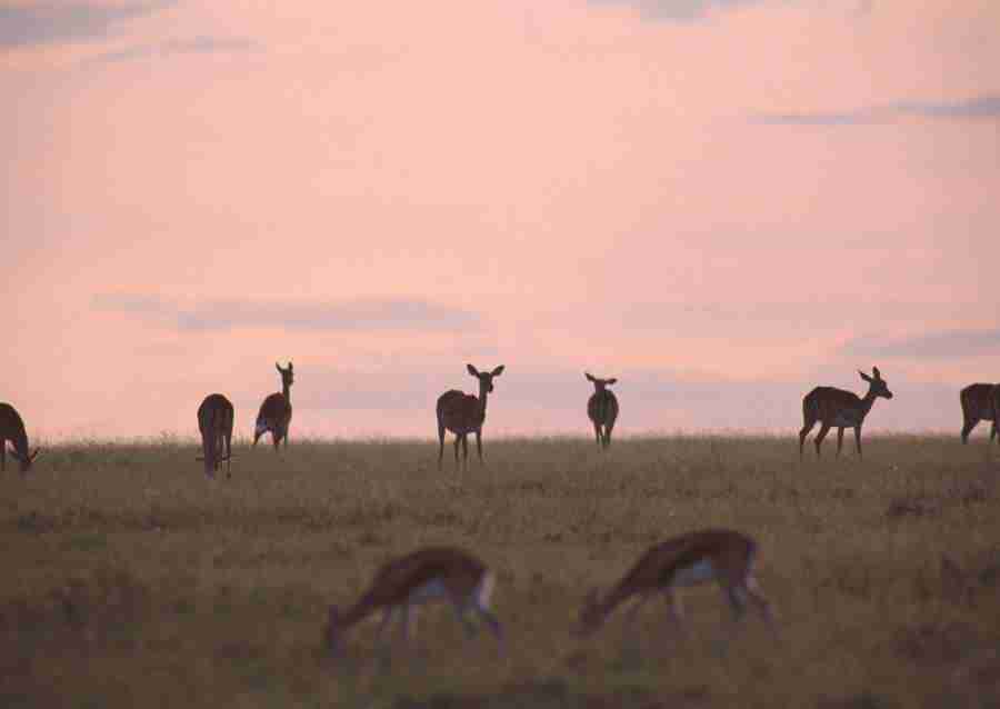 Wild Animals In Africa - Datacraft Sozaijiten  ></a>
<script language=JavaScript> 
  var txt = 