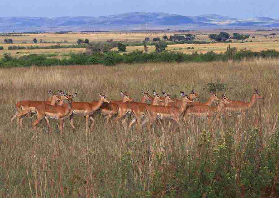 Wild Animals In Africa - Datacraft Sozaijiten  ></a>
<script language=JavaScript> 
  var txt = 