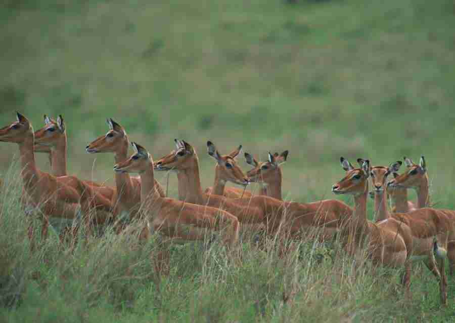 Wild Animals In Africa - Datacraft Sozaijiten  ></a>
<script language=JavaScript> 
  var txt = 