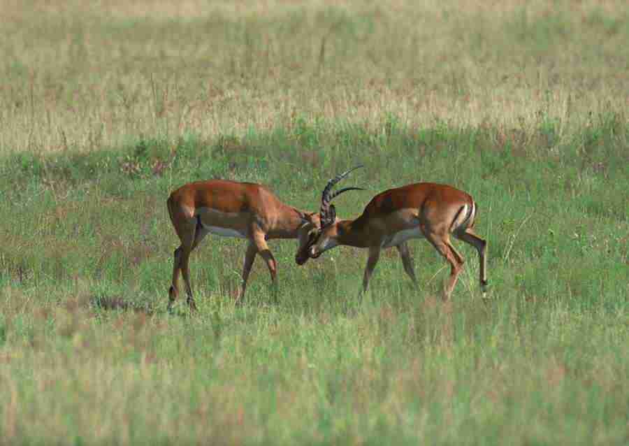 Wild Animals In Africa - Datacraft Sozaijiten  ></a>
<script language=JavaScript> 
  var txt = 