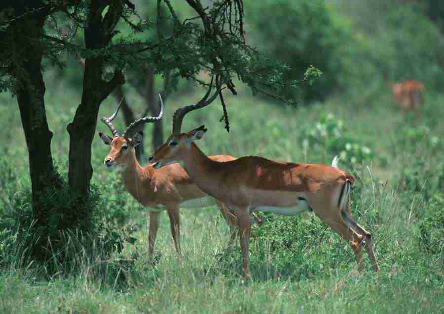 Wild Animals In Africa - Datacraft Sozaijiten  ></a>
<script language=JavaScript> 
  var txt = 