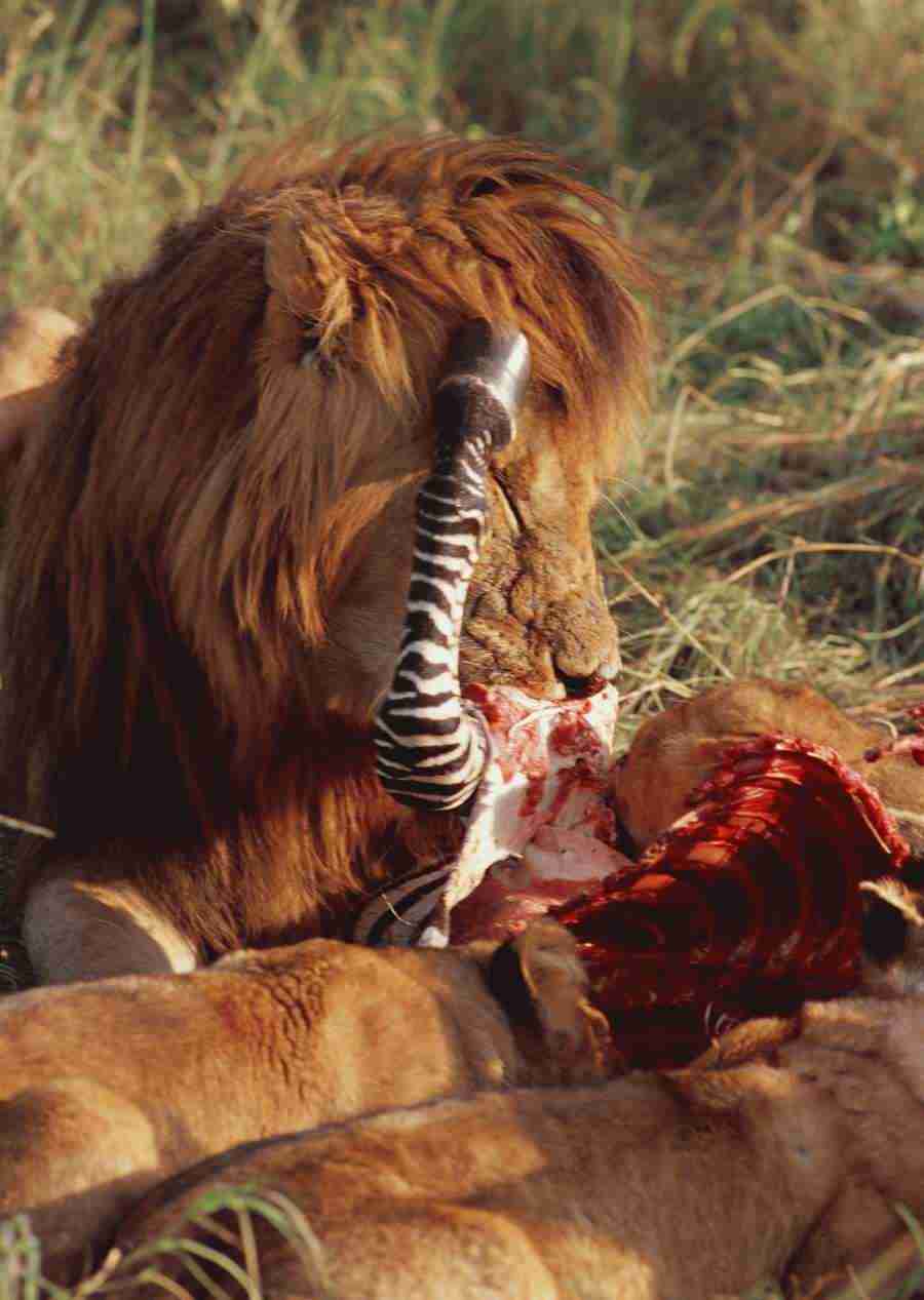 Wild Animals In Africa - Datacraft Sozaijiten  ></a>
<script language=JavaScript> 
  var txt = 