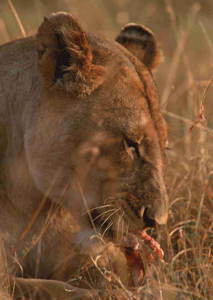 Wild Animals In Africa - Datacraft Sozaijiten  ></a>
<script language=JavaScript> 
  var txt = 