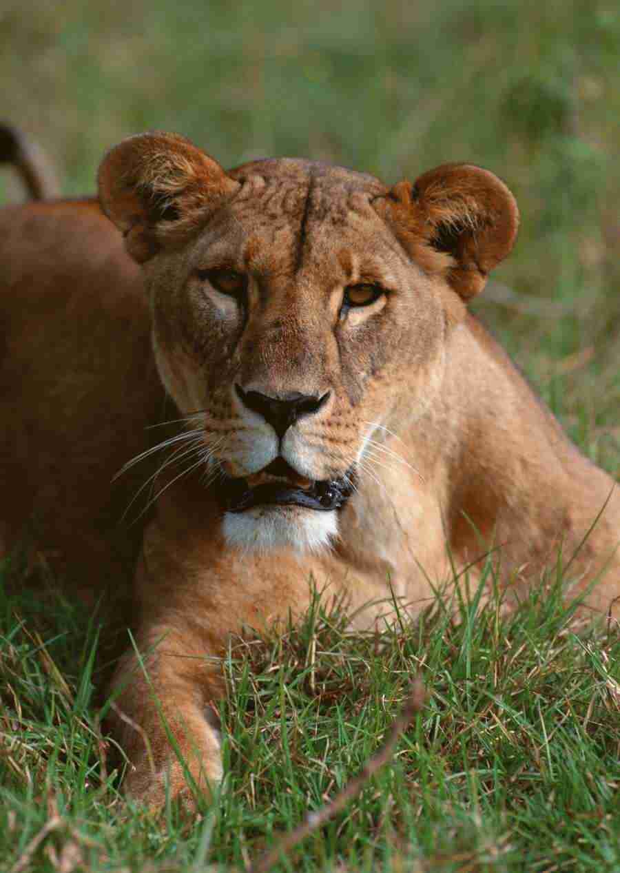 Wild Animals In Africa - Datacraft Sozaijiten  ></a>
<script language=JavaScript> 
  var txt = 