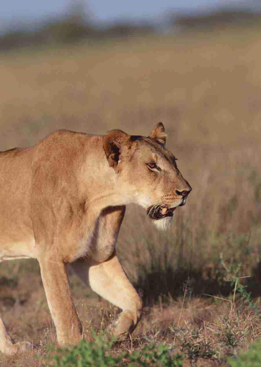Wild Animals In Africa - Datacraft Sozaijiten  ></a>
<script language=JavaScript> 
  var txt = 