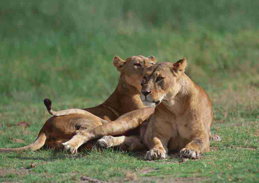 Wild Animals In Africa - Datacraft Sozaijiten  ></a>
<script language=JavaScript> 
  var txt = 