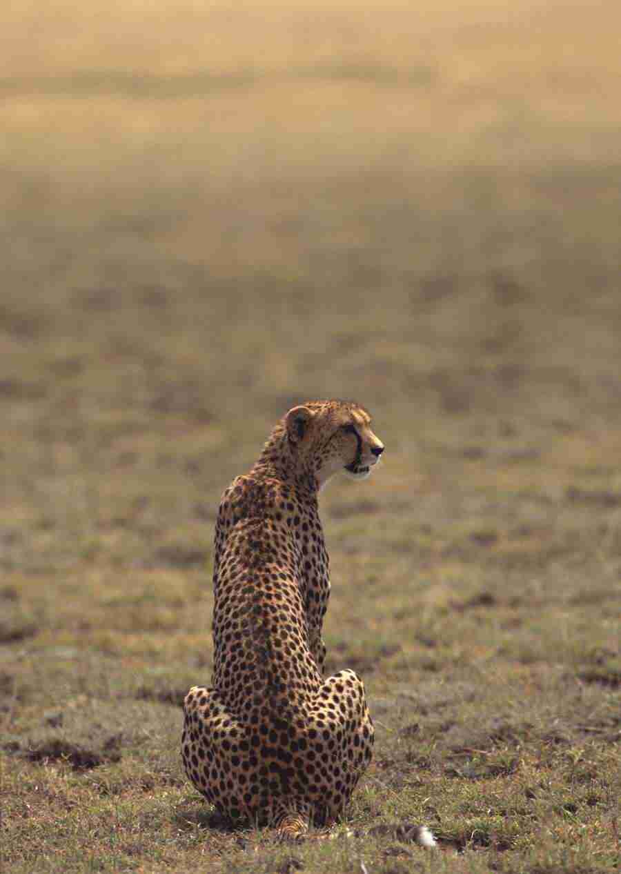 Wild Animals In Africa - Datacraft Sozaijiten  ></a>
<script language=JavaScript> 
  var txt = 